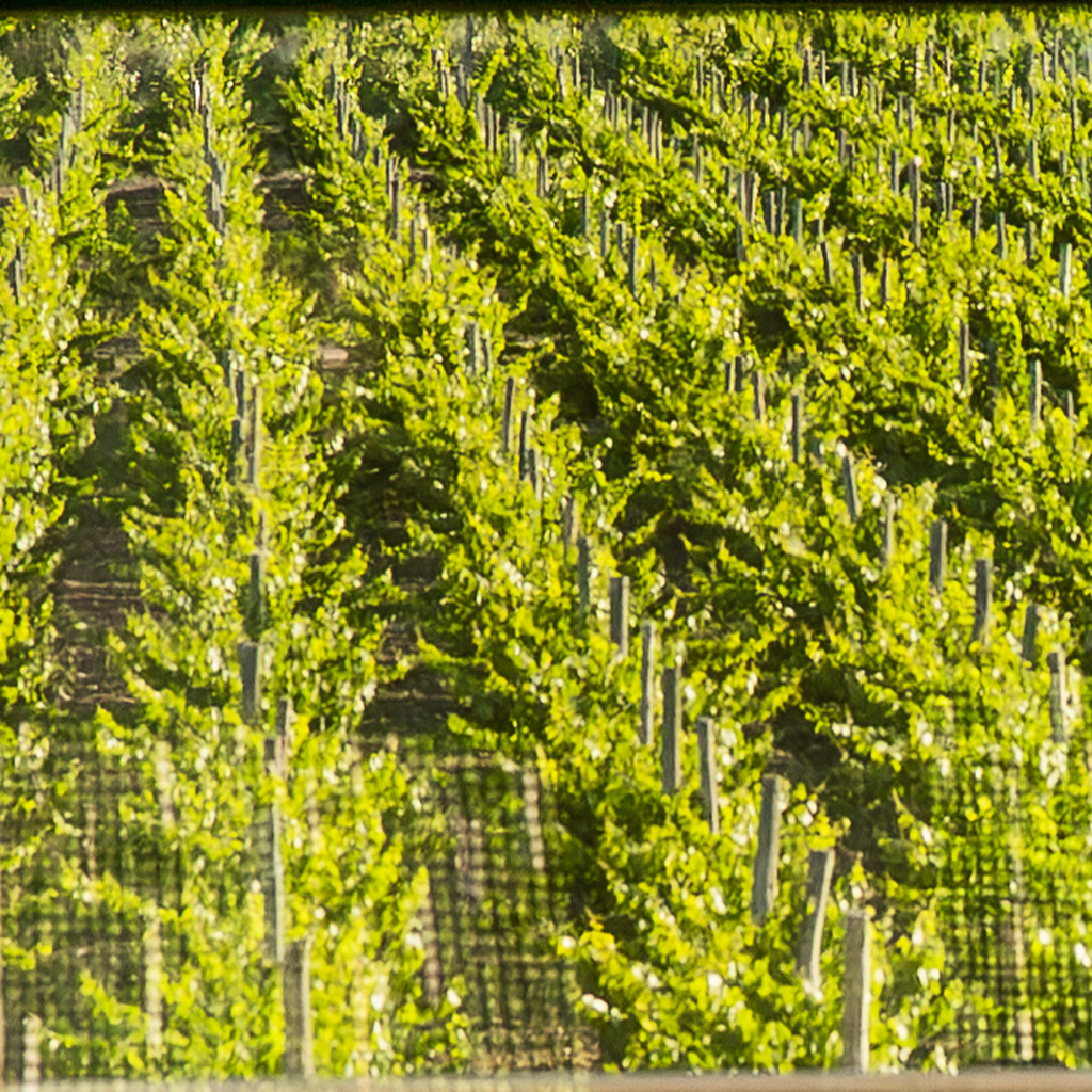 Hileras del viñedo